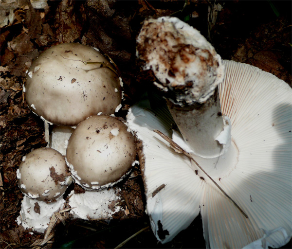 Amanita excelsa var. excelsa (o spissa?)